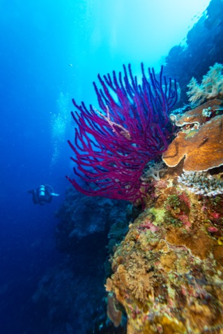 Deep Dive Dubai