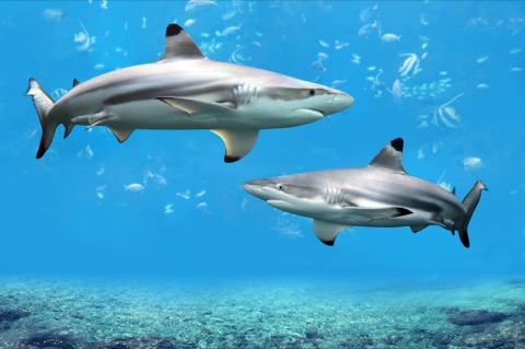 Baie Ternay Marine Park