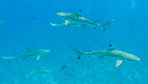 Manta Ray Bay