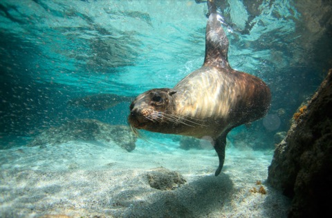 Sea Lion Colony