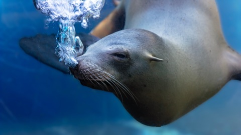 Sea Lion Oasis Wild Life
