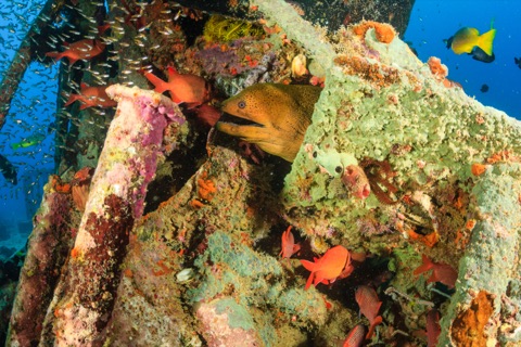 Japanese Shipwreck