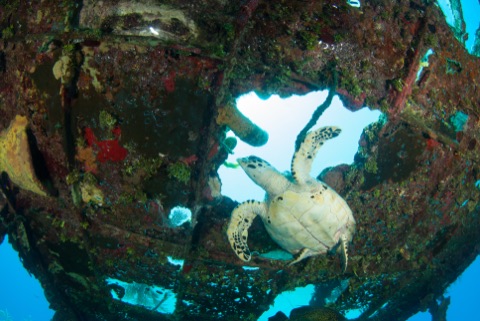 Tugboat Boris (Wreck)