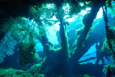 Mangodlong Beach House Reef