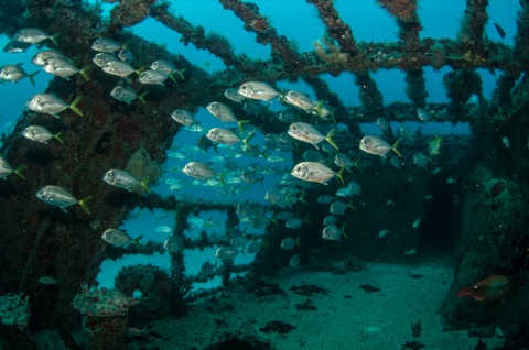 C-59 Wreck