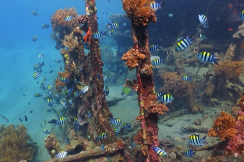 ARC Tamaraw FX Artificial Reef