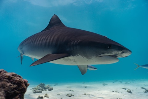The Awakening Bull Shark Dive
