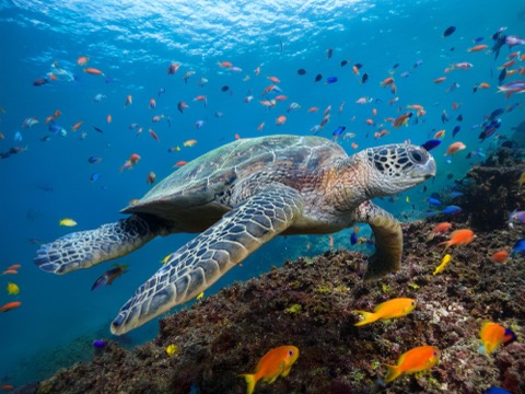 Mambo Reef