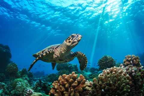 Johnlhea Coral Garden