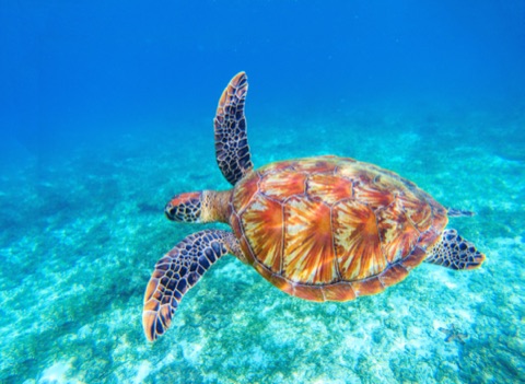 Jocker Reef