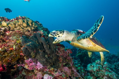 Baby Cakes Reef