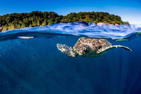 Blue Pearl Bay 2