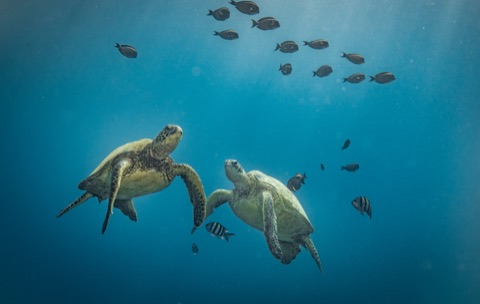 Fish Bowl - Hawaii