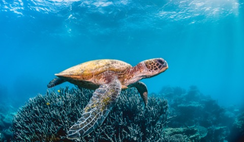 Heron Island - Gorgonia Hole