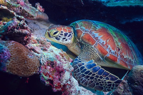 Dolgorae House reef