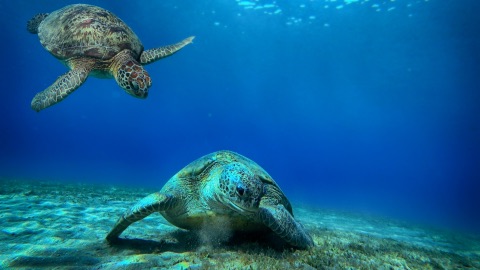 La Source, Tahiti