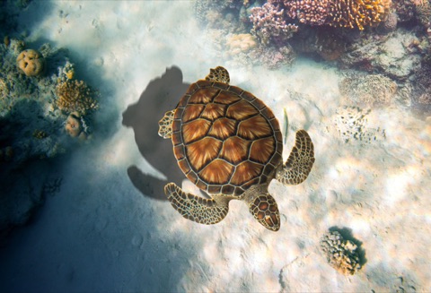 Turtle Bommie, Saxon Reef