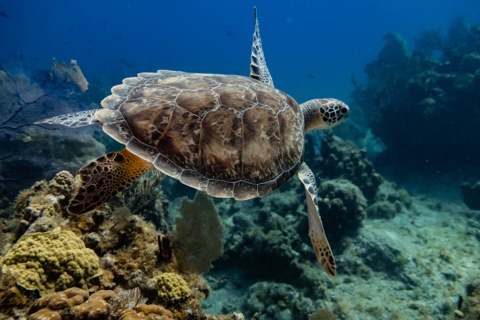 Abaca House Reef