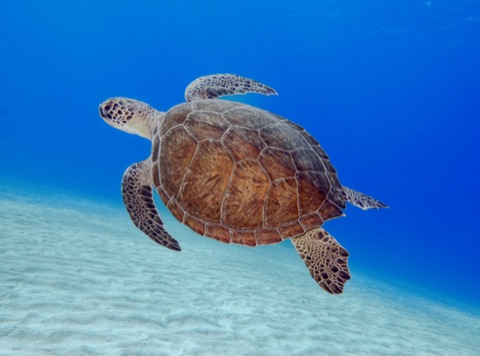 Bat Reef