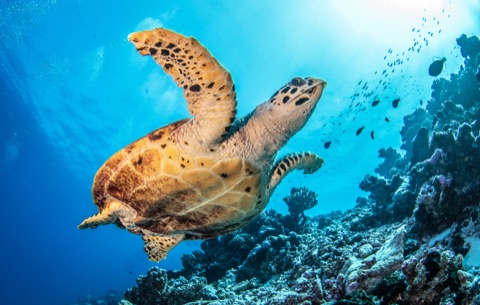 Akumal Reef