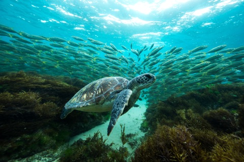 Coral garden