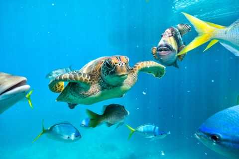Corinne's Reef