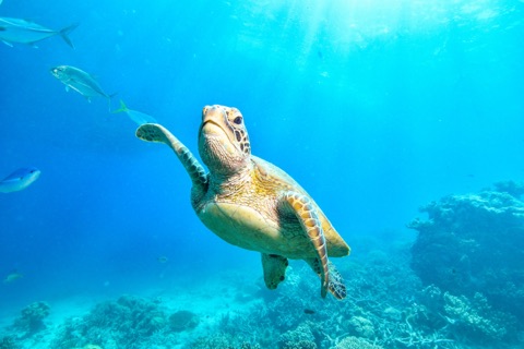 Coral Alley