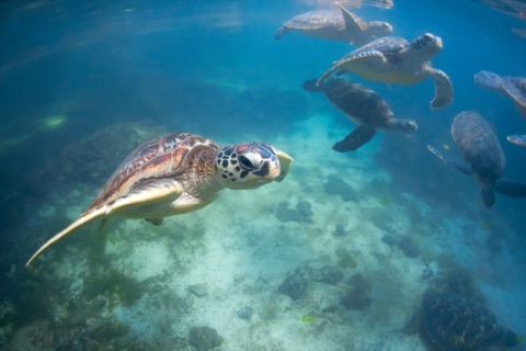 Amilla Fushi