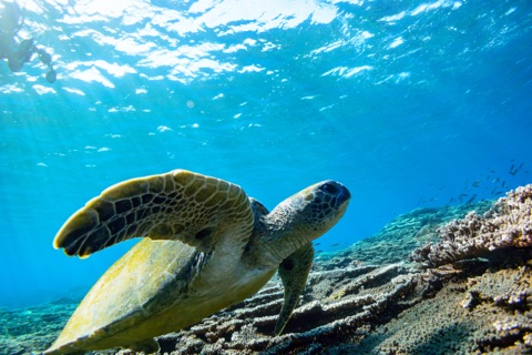 7 Miles Reef